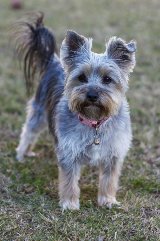 a small dog standing on top of a grass covered field, front facing the camera, grey ears, scruffy looking, australian