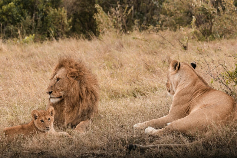 a couple of lions laying on top of a dry grass field, by Will Ellis, pexels contest winner, renaissance, three animals, husband wife and son, in a row, slide show