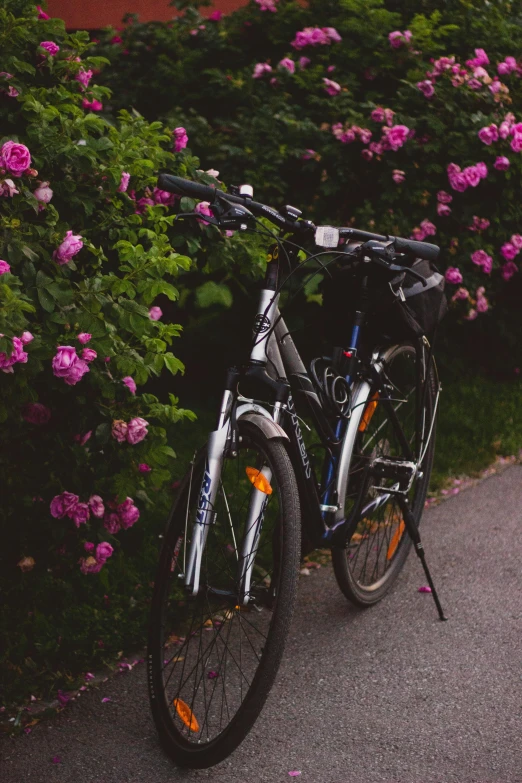 a bicycle parked on the side of a road, rose garden, profile image, espoo, up close shot