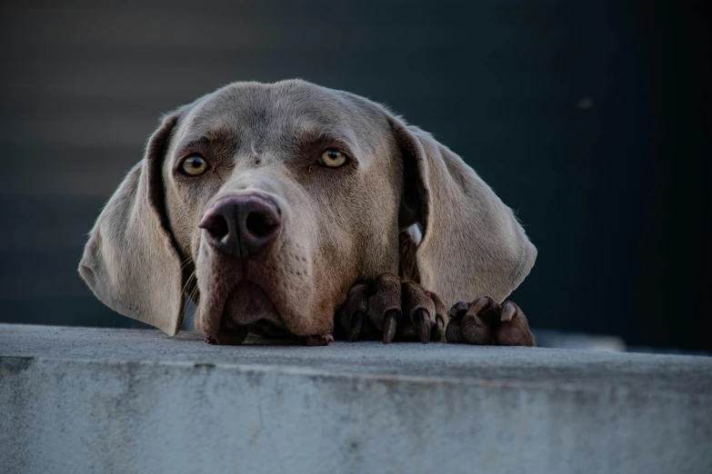 a close up of a dog laying on a ledge, by Jan Tengnagel, pexels contest winner, a bald, grey, graceful face, brown