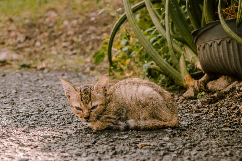 a cat laying on the ground next to a potted plant, by Julia Pishtar, unsplash, avatar image, covered in dirt, domestic caracal, animals in the streets