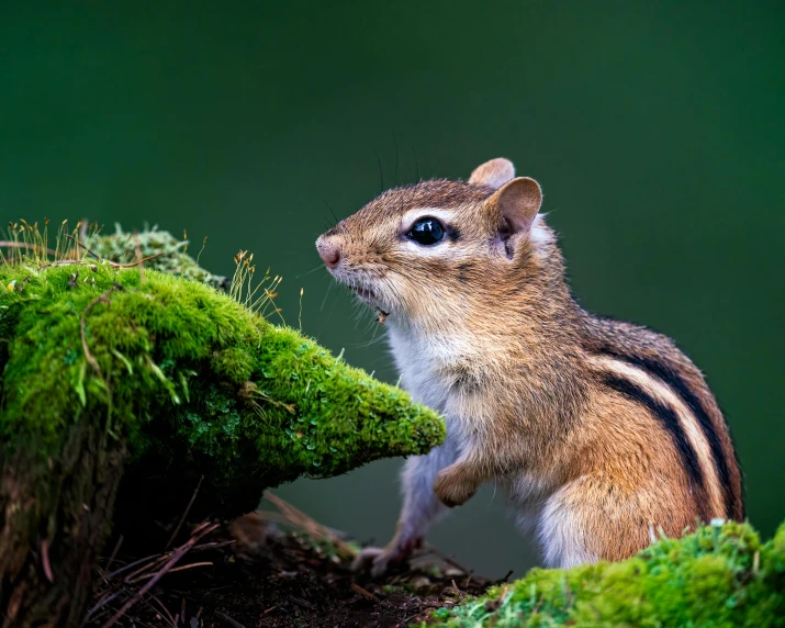 a chipmunk standing on top of a moss covered tree stump, trending on pexels, sumatraism, stripes, slide show, microscopy, mouse photo