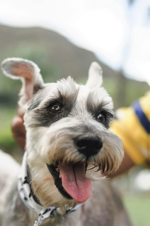 a close up of a dog with a person in the background, grey beard, tufty whiskers, hills, mischievous grin