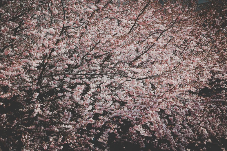 a tree with lots of pink flowers on it, a picture, by Lucia Peka, unsplash, sōsaku hanga, analogue texture, sakura bloomimg, medium format. soft light, iphone wallpaper