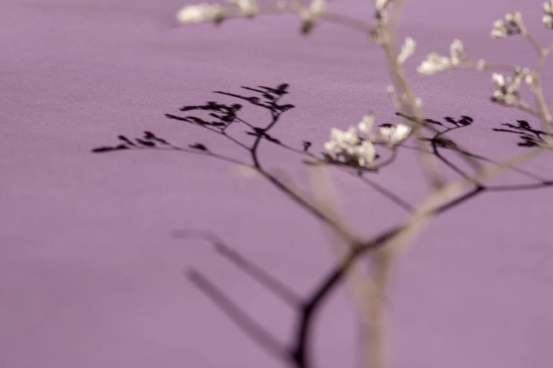 a close up of a flower in a vase on a table, inspired by Sōami, mauve background, twigs, siluette, velvet tablecloth