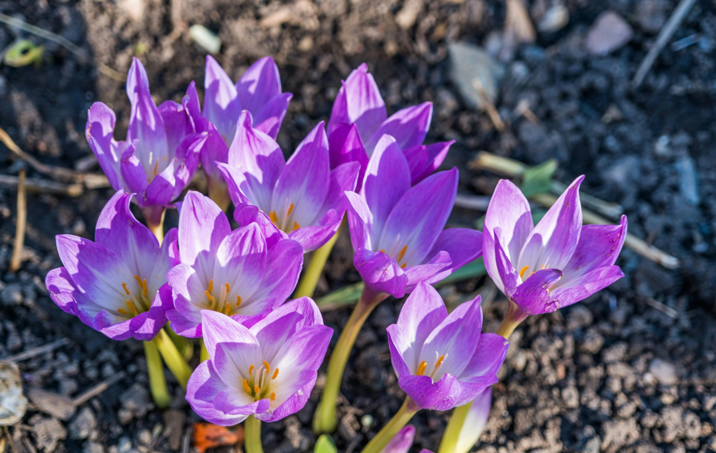 a bunch of purple flowers growing out of the ground, chromostereopsis, award - winning, winter sun, slightly tanned