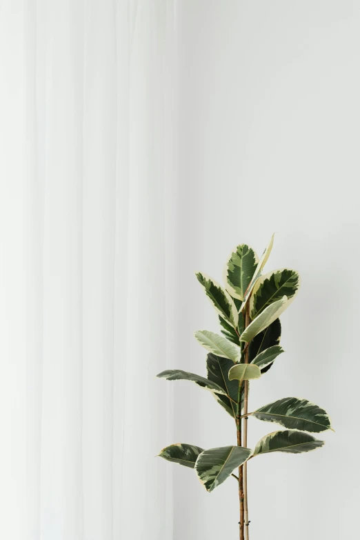 a potted plant sitting on top of a wooden table, by Harvey Quaytman, trending on unsplash, postminimalism, ethereal curtain, huge ficus macrophylla, pale beige sky, thin gold details