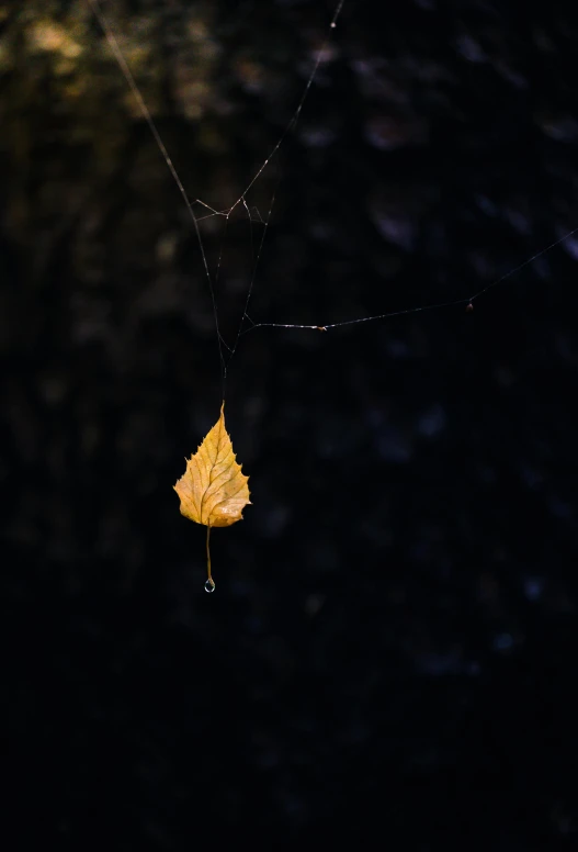 a yellow leaf sitting on top of a spider web, inspired by Elsa Bleda, dark. no text, medium-shot, best photo, 4 k hd wallpapear