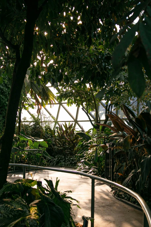 a walkway in the middle of a tropical garden, inspired by Thomas Struth, environmental art, inside a dome, hexadome, with the sun shining on it, against a winter garden