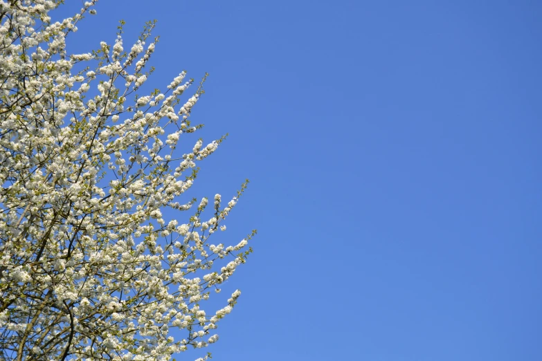 a tree with white flowers against a blue sky, by Jan Rustem, clear sky, background image, michael bair, up shot