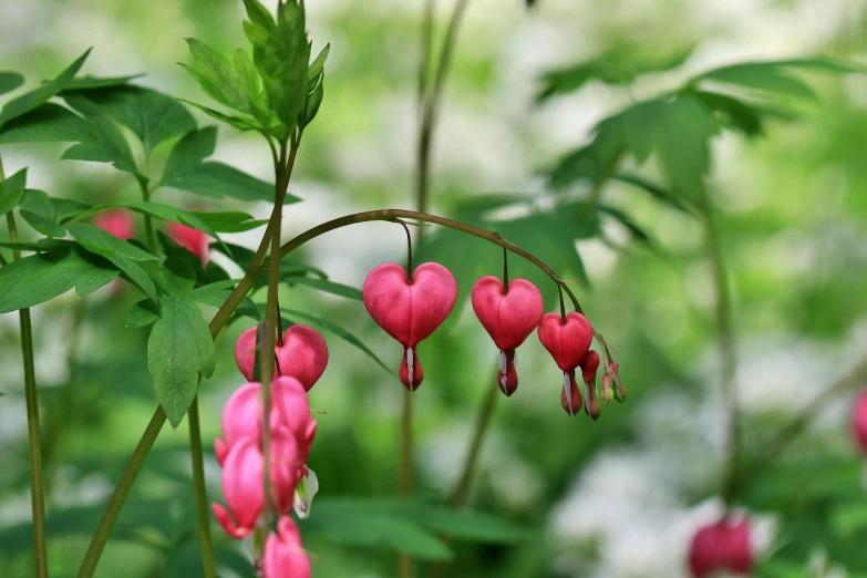 a close up of a plant with pink flowers, several hearts, shepherd's crook, pale red, full of colour