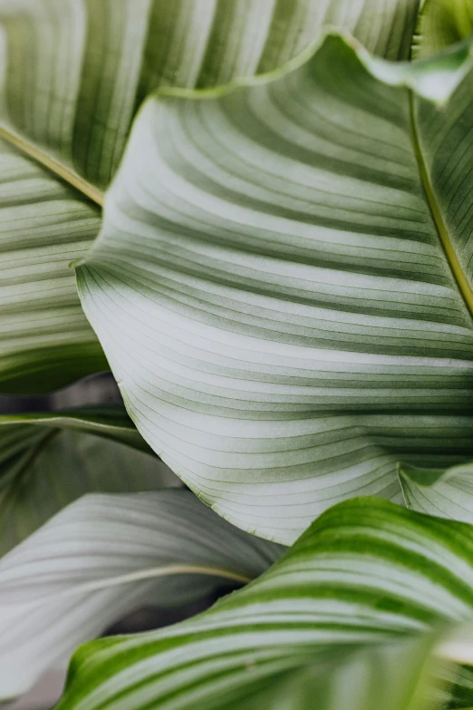 a close up of a plant with green leaves, silver，ivory, striped, biophilia mood, zoomed out shot