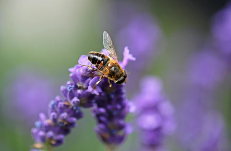 a bee sitting on top of a purple flower, facing the camera