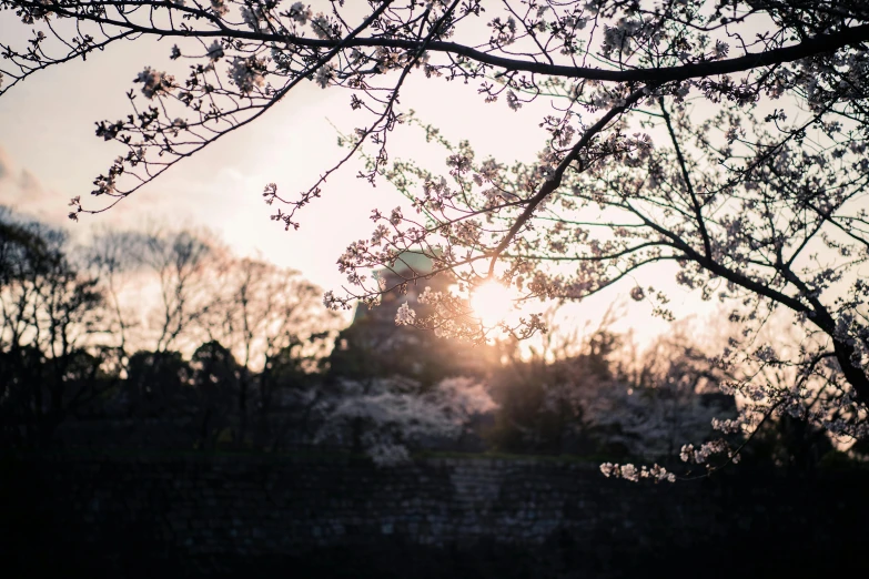 the sun shines through the branches of a tree, a picture, inspired by Elsa Bleda, unsplash, japanese temples, floral sunset, fujifilm”, the imperial palace