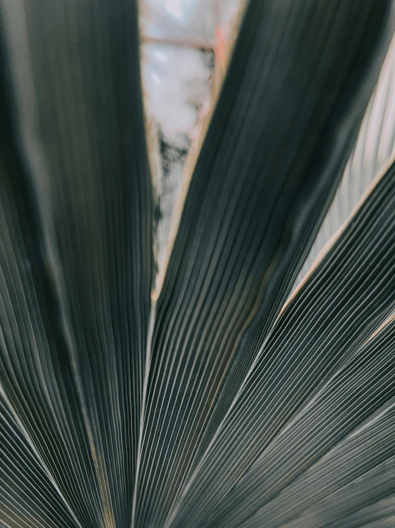 a close up view of a palm leaf, a macro photograph, by Carey Morris, trending on unsplash, panel of black, grey, made of leaves, high-quality photo