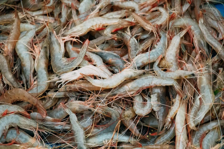 a pile of shrimp sitting on top of a table, unsplash, hurufiyya, farming, 2000s photo, feathers ) wet, market