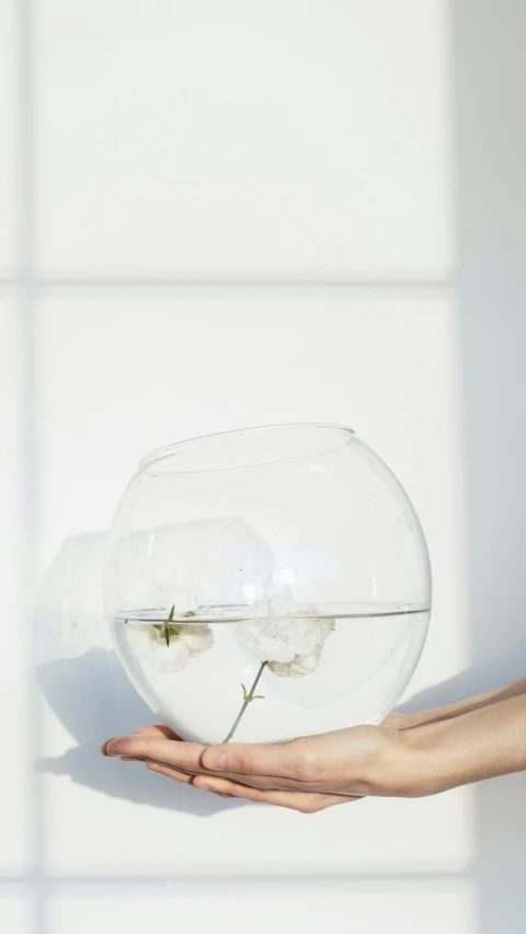 a person holding a fish bowl in their hand, unsplash, minimalism, white flower, low quality photo, sunlit, vase