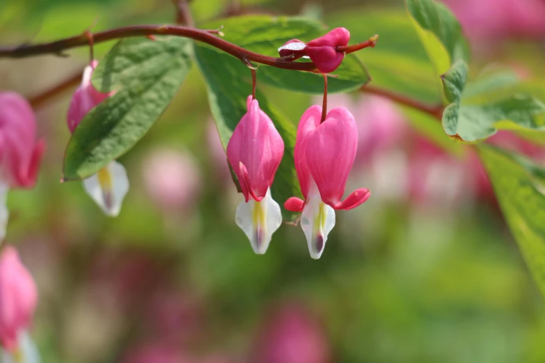 a close up of a plant with pink flowers, hearts, hanging veins, cottagecore flower garden, highly upvoted