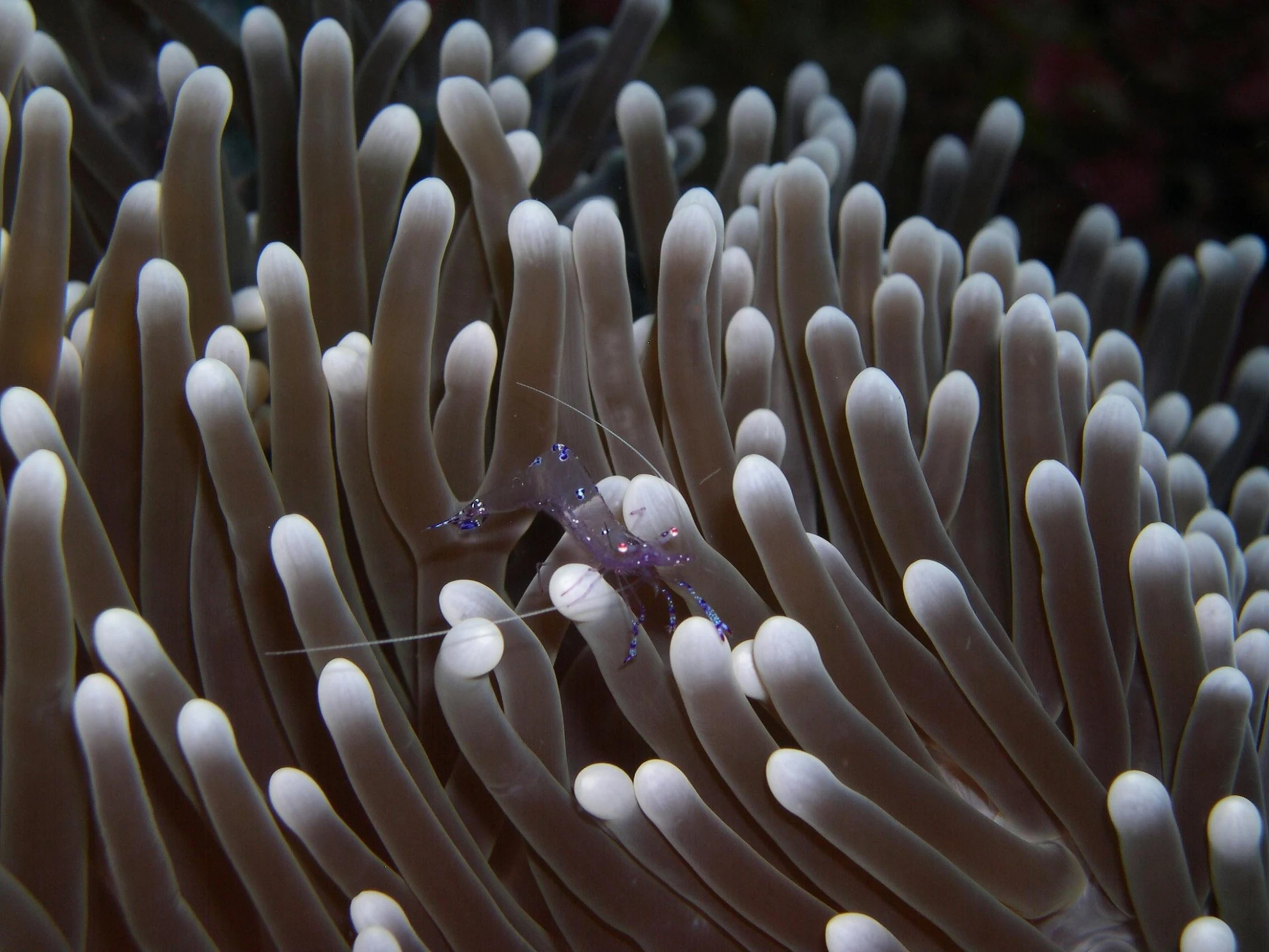 a close up of a sea anemone on a coral, by Gwen Barnard, unsplash contest winner, ghost shrimp, white and purple, underwater with coral and fish, ignant
