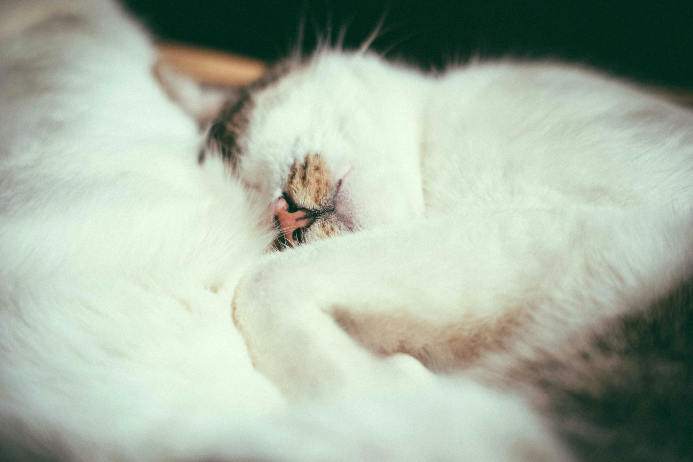 a close up of a cat sleeping on a chair, inspired by Elsa Bleda, unsplash, fluffy white fur, sharp robot cat paws, two exhausted, laying in bed