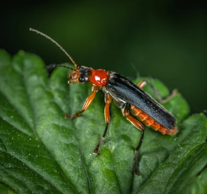 a close up of a bug on a leaf, pexels contest winner, hurufiyya, full - length photo, red and orange colored, fireflies, thumbnail