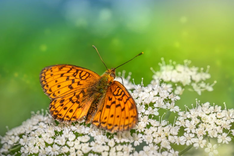 a close up of a butterfly on a flower, a picture, by Adam Marczyński, shutterstock contest winner, hurufiyya, gypsophila, glossy surface, glowing amber, widescreen