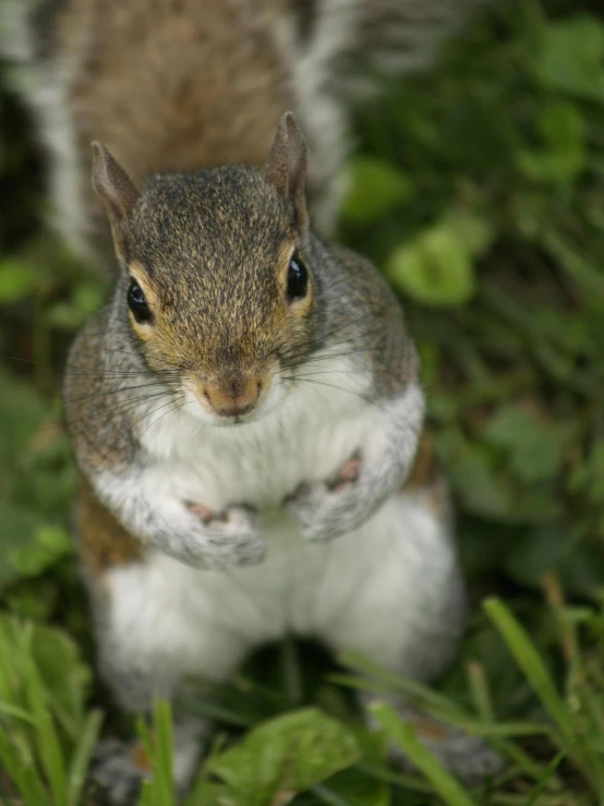 a squirrel standing on its hind legs in the grass, an album cover, unsplash, renaissance, large grey eyes, high angle closeup portrait, snapchat photo, taken in the late 2010s