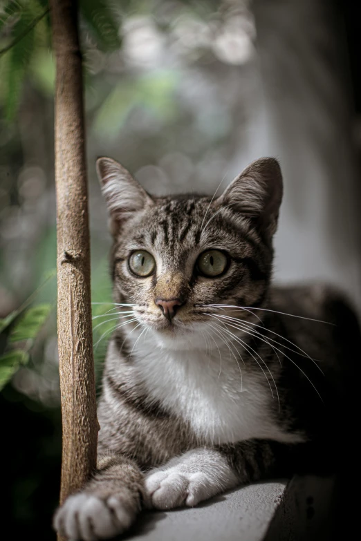 a cat sitting on top of a window sill, a portrait, unsplash, perched on a mossy branch, museum quality photo, dappled, paul barson