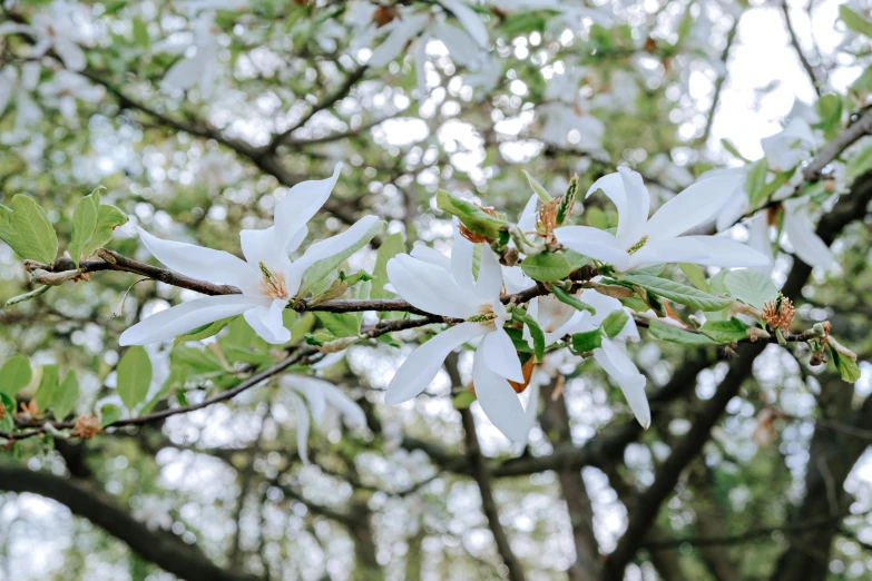 a close up of a tree with white flowers, inspired by Jane Nasmyth, unsplash, magnolia leaves and stems, thumbnail, fragrant plants, shot on sony a 7