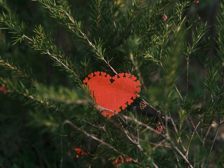 a red heart hanging from a tree branch, by Attila Meszlenyi, pexels, folk art, pine, organic ornament, manuka, 15081959 21121991 01012000 4k