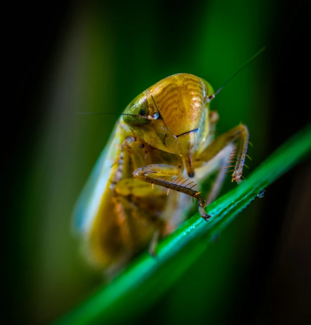 a close up of a grasshopper on a leaf, a macro photograph, by Sebastian Spreng, pexels contest winner, hurufiyya, a blond, in the high grass, space insect android, yellow and green