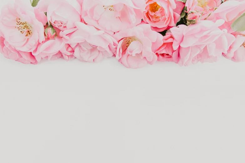 a bunch of pink flowers sitting on top of a white surface, no - text no - logo, multiple stories, background image