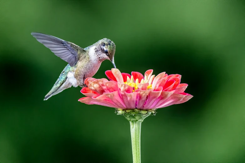 a hummingbird sitting on top of a pink flower