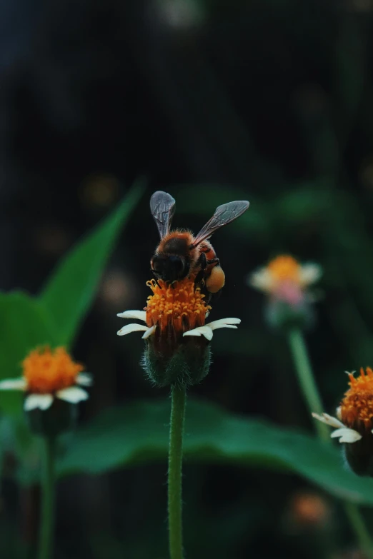 a bee sitting on top of a flower, black and orange colour palette, biodiversity heritage library, [ cinematic, exterior shot