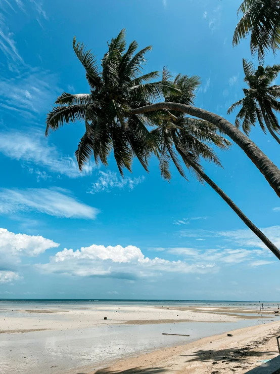 a couple of palm trees sitting on top of a sandy beach, myanmar, profile image