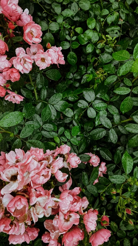 a group of pink flowers sitting on top of a lush green field, an album cover, inspired by Elsa Bleda, trending on unsplash, high angle close up shot, with ivy, just after rain, high quality photo