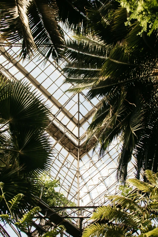 a bunch of palm trees that are inside of a building, an album cover, unsplash contest winner, mystical kew gardens, sustainable materials, canopies, up there