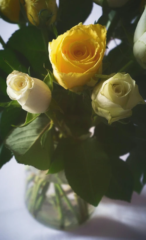 a vase filled with yellow and white roses, a still life, unsplash, extra detail, close-up photo, pov photo, no cropping