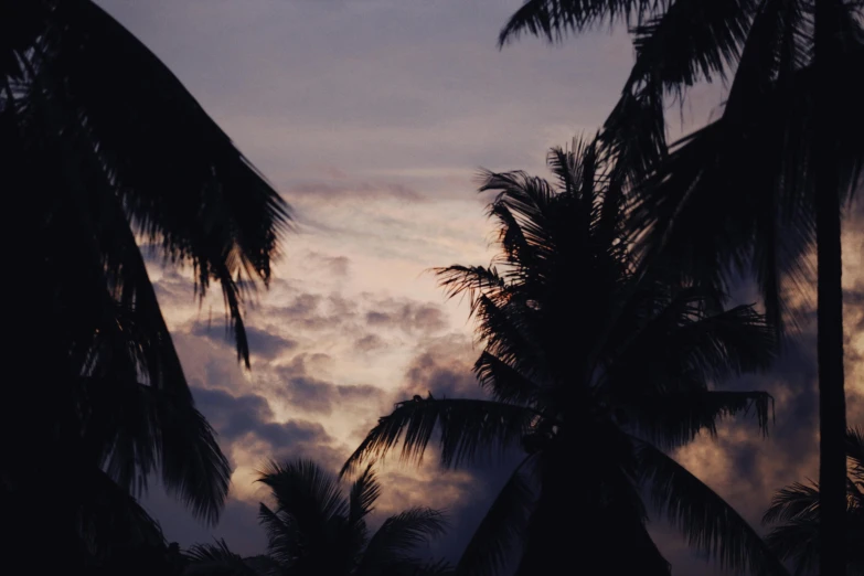 a couple of palm trees standing next to each other, an album cover, unsplash, romanticism, ☁🌪🌙👩🏾, humid evening, coconuts, brooding clouds'