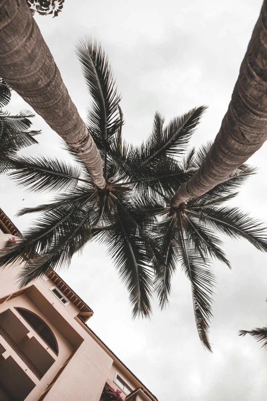 a tall palm tree in front of a building, pexels contest winner, as seen from the canopy, oceanside, overcast skies, background image