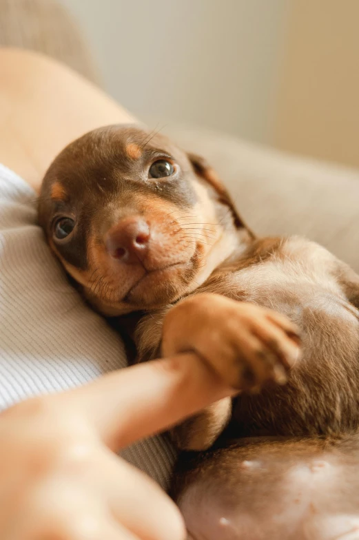 a close up of a person holding a small dog, laying back on a pillow, dachshund, staring hungrily, pits