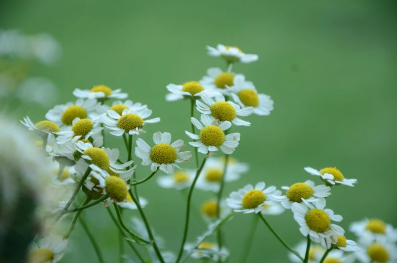 a close up of some white and yellow flowers, pixabay, paul barson, green meadows, ready to eat, highly detailed shot