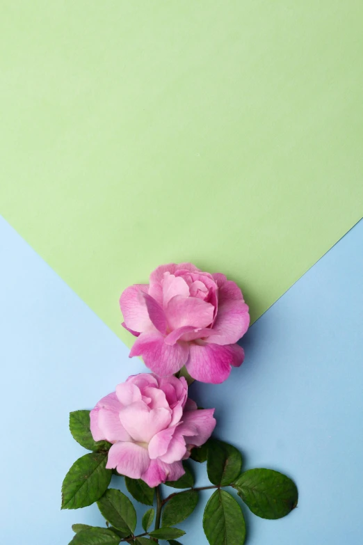 two pink roses on a blue and green background, inspired by Agnes Martin, unsplash, romanticism, paper, color”