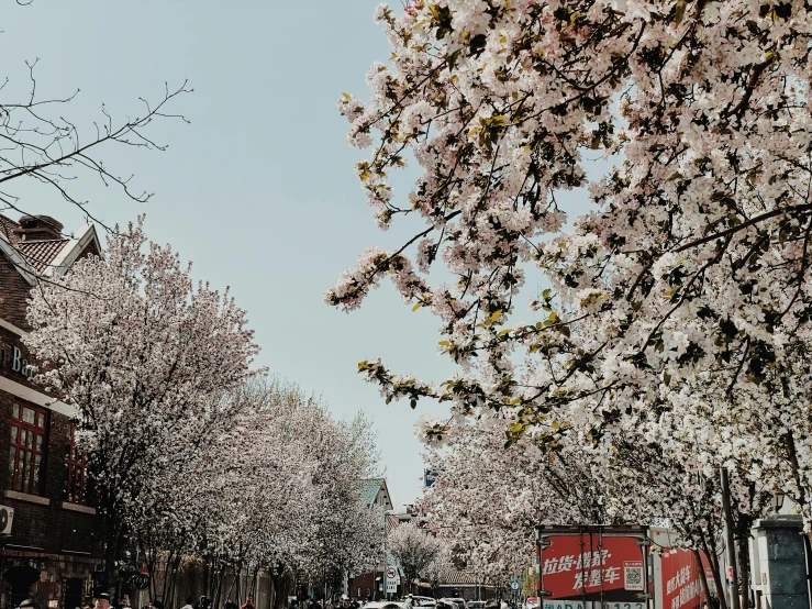 a red double decker bus driving down a city street, by Carey Morris, pexels contest winner, lush sakura trees, north melbourne street, white blossoms, caulfield