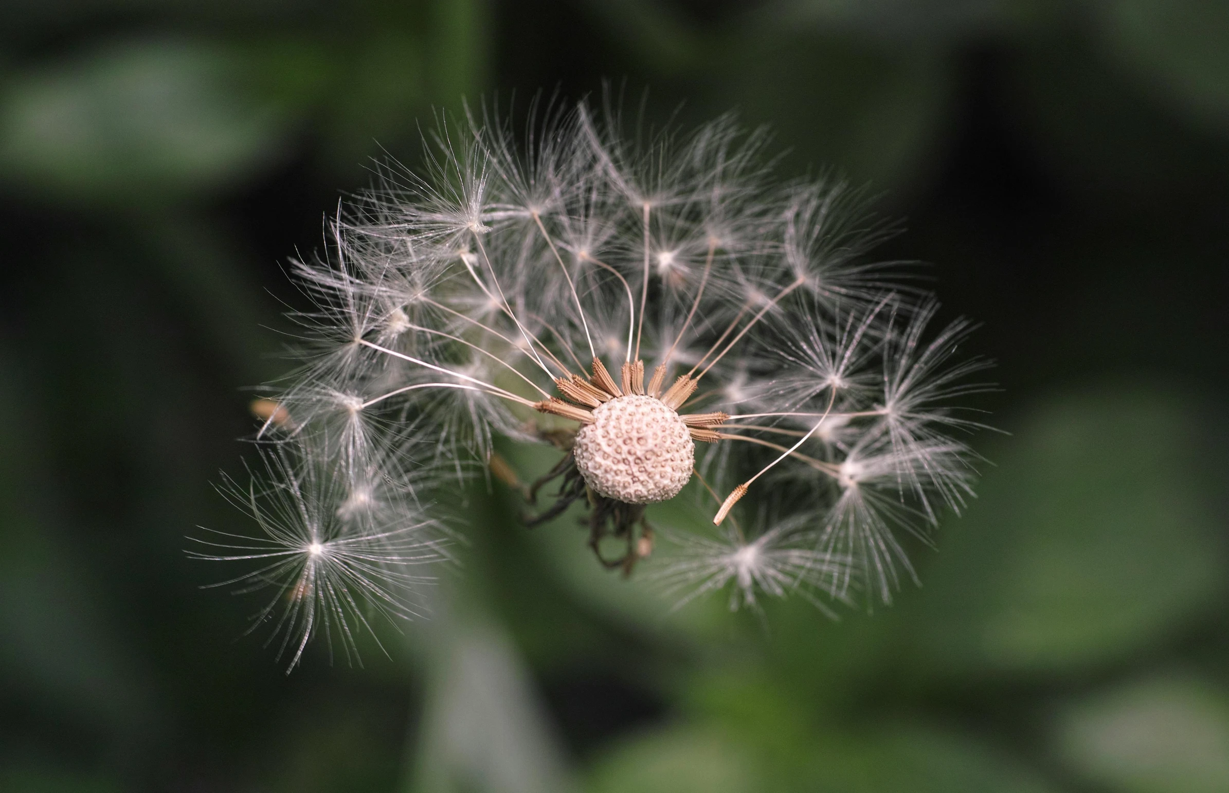 a close up of a dandelion in a field, by David Simpson, pexels, hurufiyya, top - down photograph, fairy dust, 15081959 21121991 01012000 4k, detailed photo 8 k