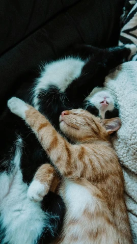 a couple of cats laying on top of a couch, by Julia Pishtar, pexels contest winner, hugs, thumbnail, kitten, gif