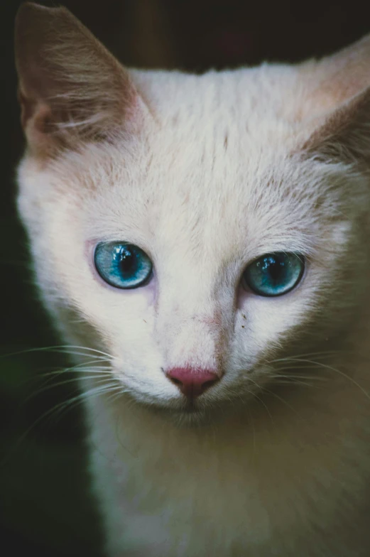 a close up of a white cat with blue eyes, an album cover, trending on unsplash, renaissance, paul barson, blue colored