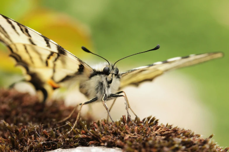 a close up of a butterfly on a plant, a macro photograph, by Dave Allsop, unsplash, happening, crawling along a bed of moss, avatar image