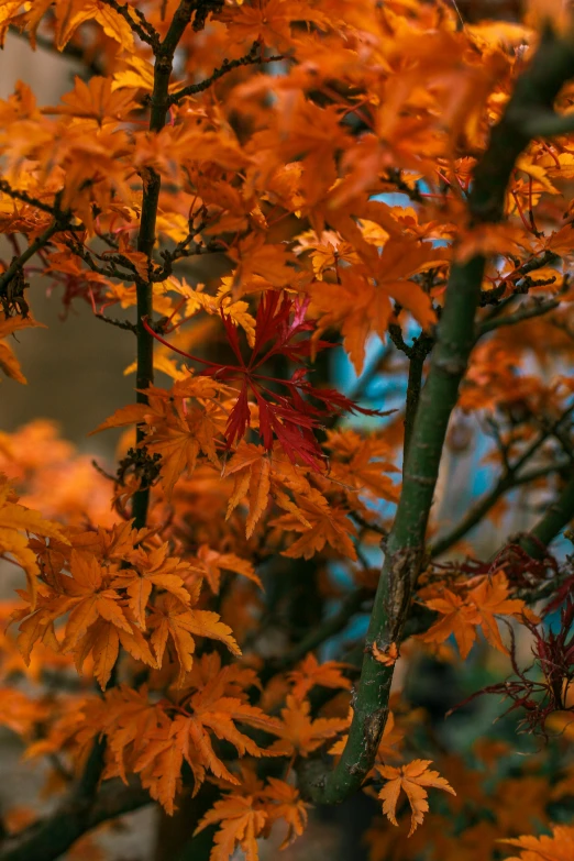 a close up of a tree with orange leaves, inspired by Elsa Bleda, pexels contest winner, closeup 4k, multiple colors, color ( sony a 7 r iv, tall