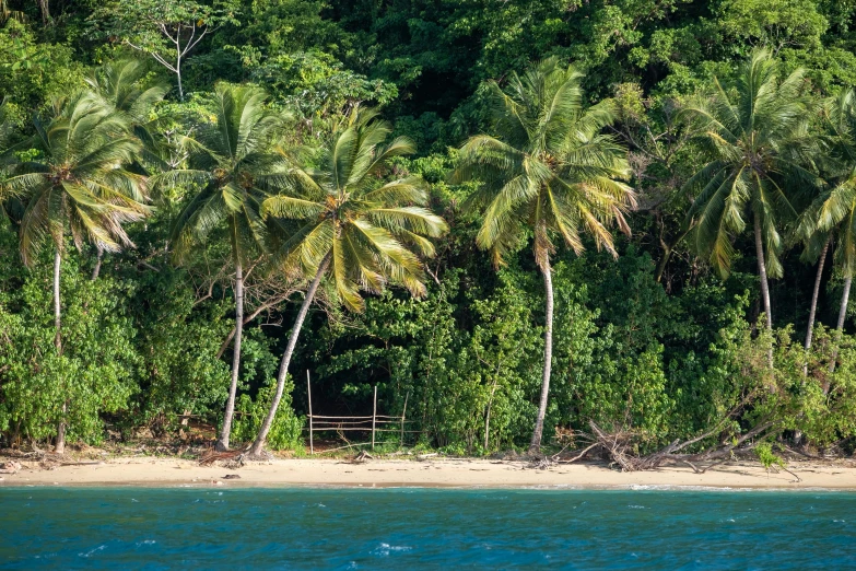 a group of palm trees sitting on top of a lush green forest, sitting on the beach, waneella, exterior shot, shoreline